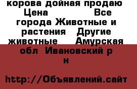 корова дойная продаю › Цена ­ 100 000 - Все города Животные и растения » Другие животные   . Амурская обл.,Ивановский р-н
